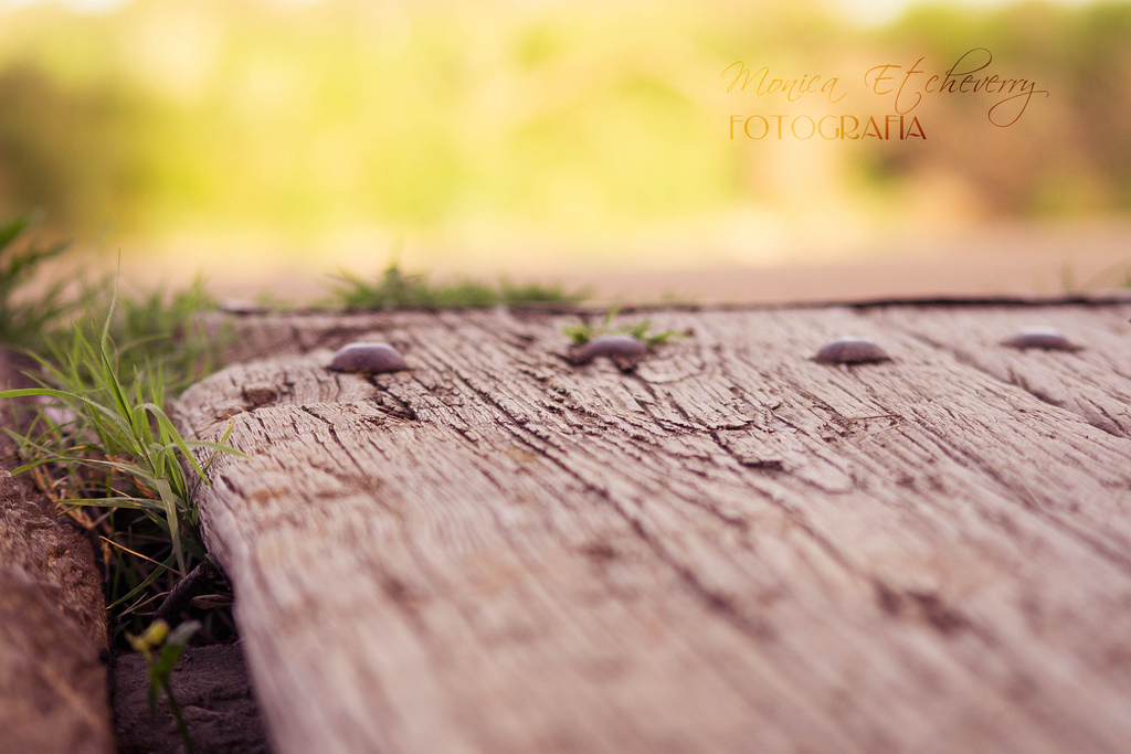 แสงแดด, ดอกไม้, ธรรมชาติ, หญ้า, การถ่ายภาพ, ไม้, สาขา, สีเขียว, เช้า, สะพาน, พื้นผิว, Nikon, อาร์เจนตินา, 2011, สี, ต้นไม้, ฤดูใบไม้ร่วง, วัน, ใบไม้, สำรวจ, ปลูก, ฤดู, มือ, เบลอ, ธันวาคม, ไม้, puente, ฟลอเรส, dia, desenfoque, textura, สนามหญ้า, ดิน, ไม้ยืนต้น, ใกล้ชิด, การถ่ายภาพมาโคร, ครอบครัวหญ้า, Madera