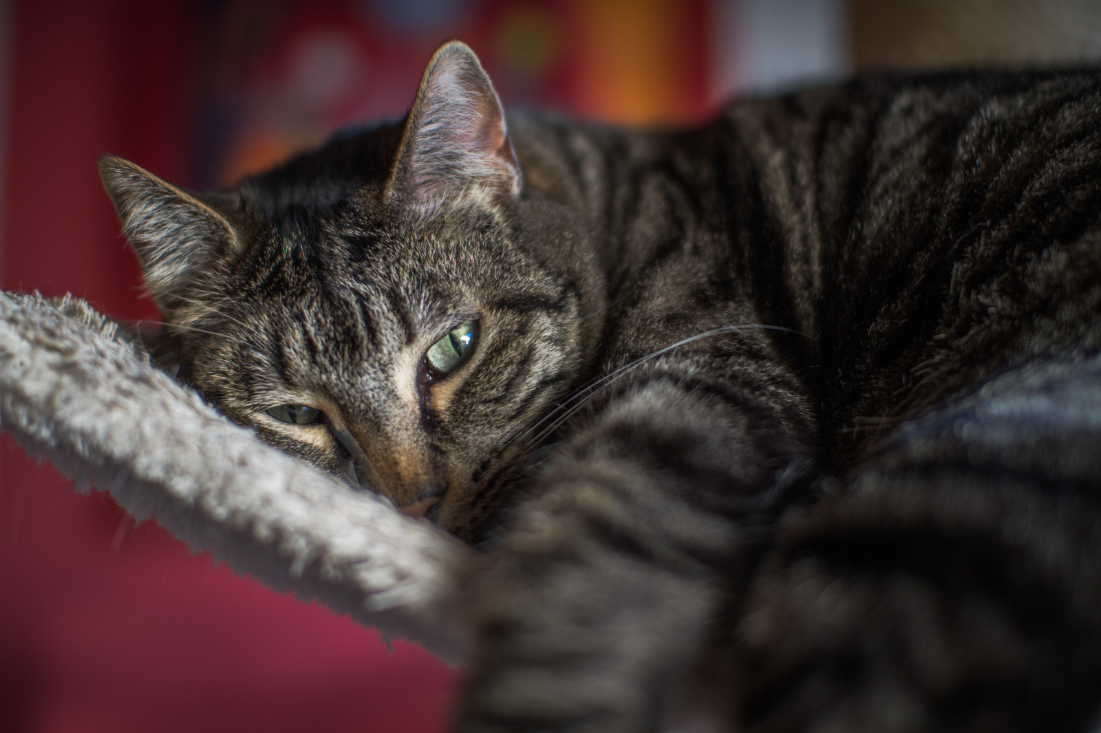 kočka, asijský, tygr, relaxační, srst, kníry, pustošit, oko, kotě, fauna, savec, orgán, zblízka, kočka jako savci, čenich, malé až středně velké kočky, carnivoran, mourovatá kočka, domácí krátké vlasy kočka, Bengálsko, dráp, Evropská krátkosrstá, americká krátkosrstá, toyger, dragon li, california spangled, american wirehair