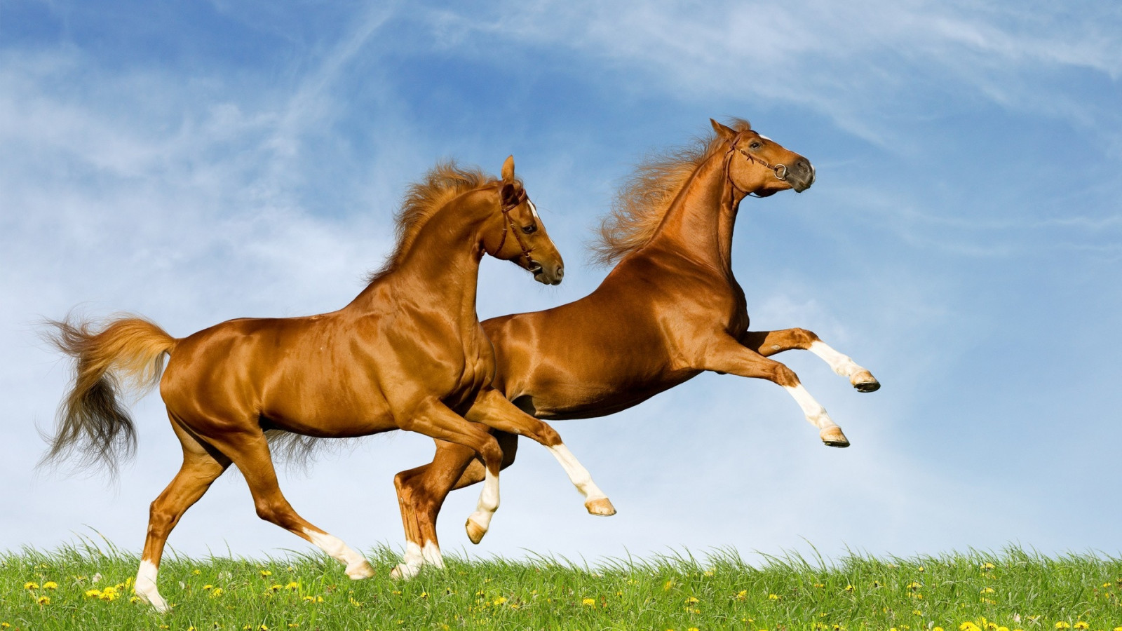 Fond D cran Cheval Herbe Sauter Champ Prairie P turage Poulain 