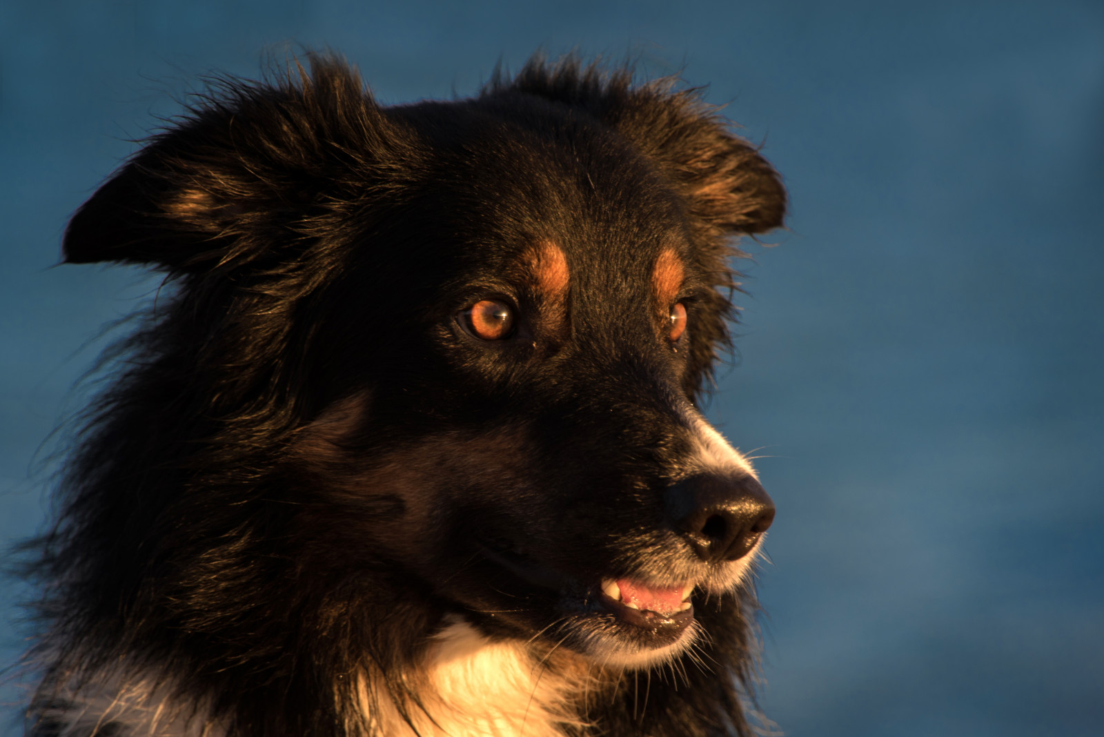 portrét, západ slunce, voda, Příroda, modrý, Pes, Dánsko, zvíře, venkovní, pobřeží, štěně, psík, dk, savec, obratlovců, zblízka, pes jako savec, psí plemeno skupina, psí plemeno, bordercolli, Draget, Kostky, hurupthy, northdenmarkregion