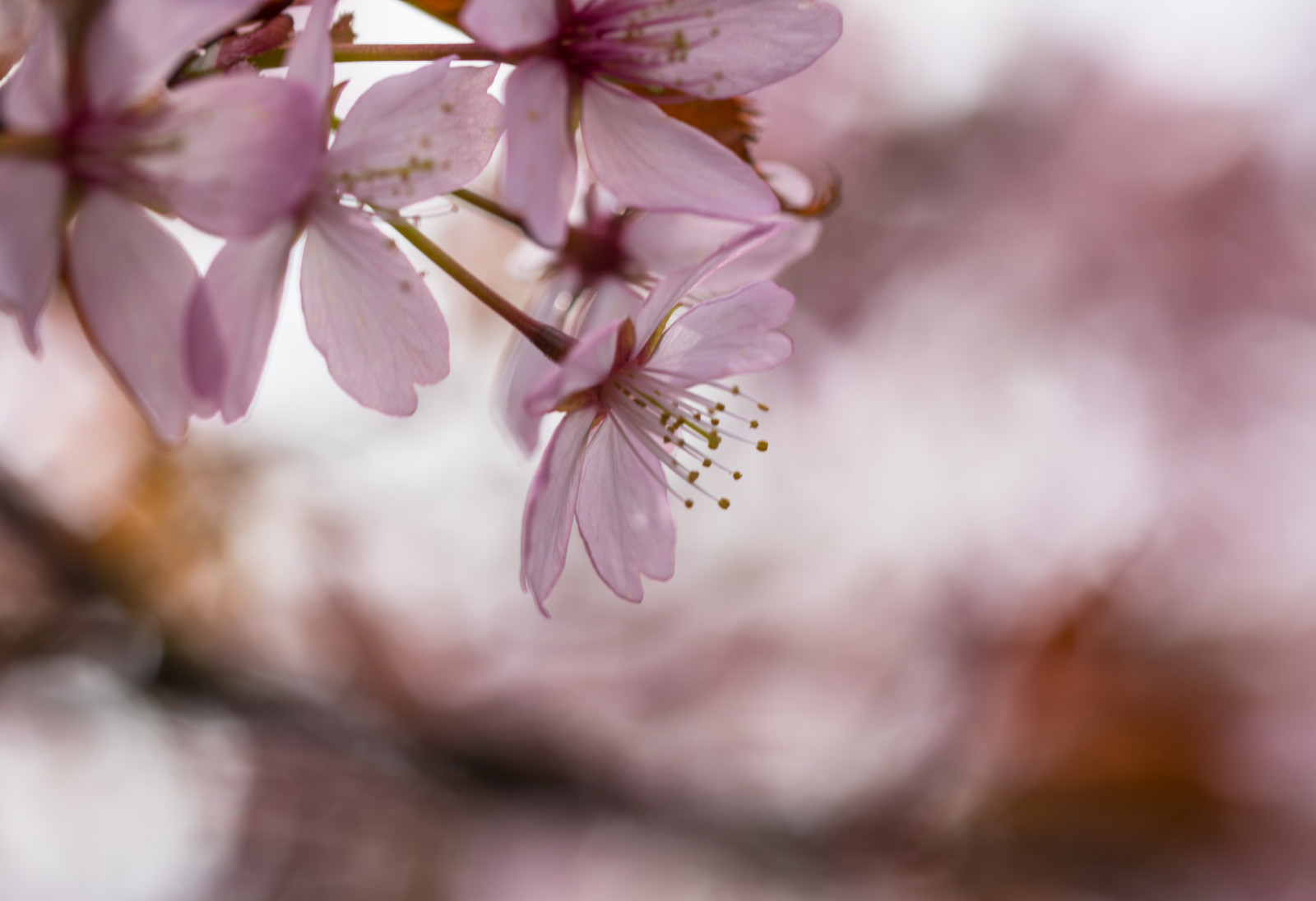 cibo, fotografia, macro, ramo, fiore di ciliegio, fiorire, rosa, primavera, foglia, fiore, pianta, stagione, flora, macro, petalo, blom, rosa, produrre, botanica, pianta fiorita, avvicinamento, fotografia macro