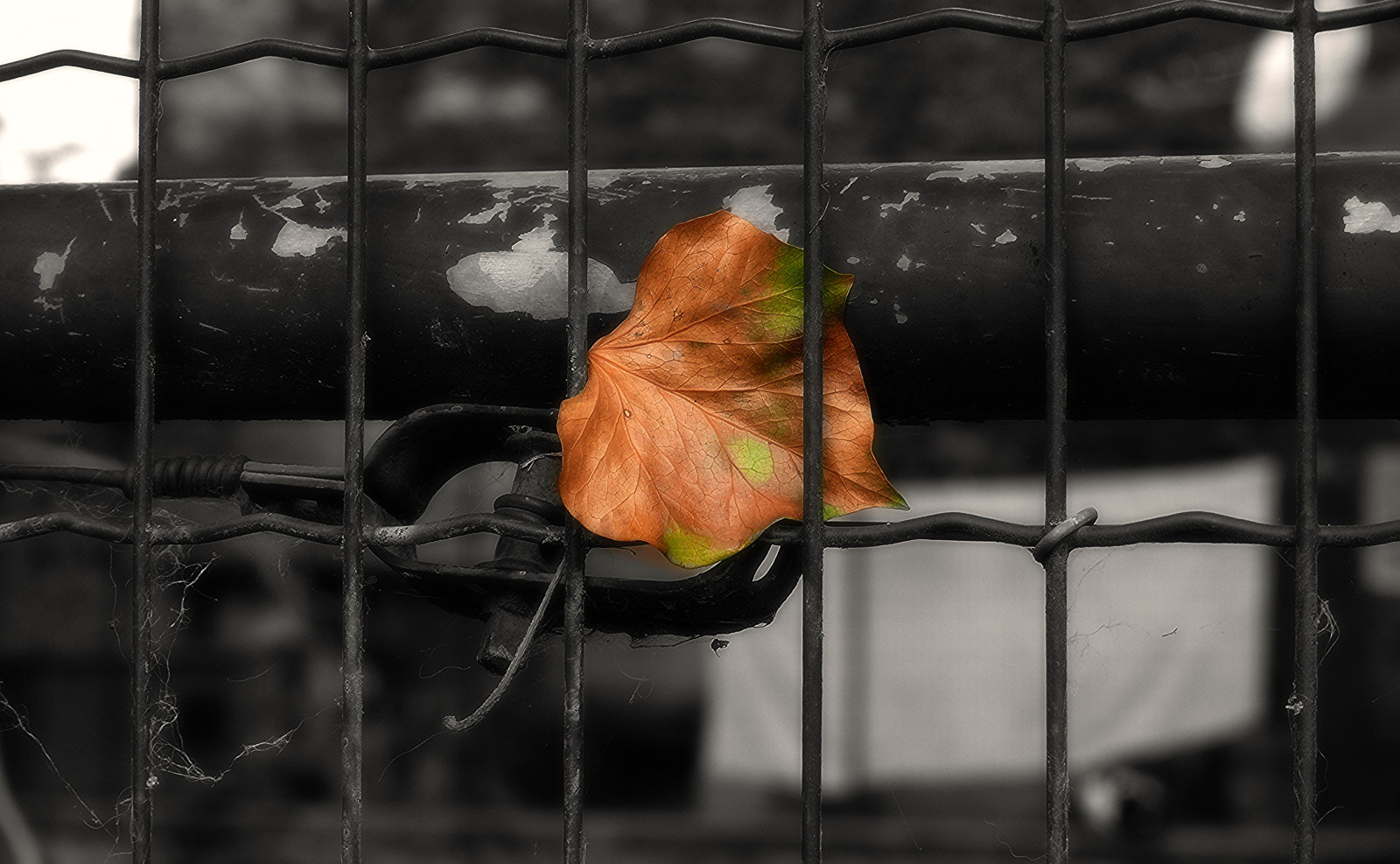 černobílý, temný, Příroda, venku, mlha, Francie, francouzština, jaro, zobák, Panasonic, UMĚNÍ, světlo, list, pták, francia, digitální, tma, klec, lumix, fauna, Frankreich, Bourgogne, Frankrijk, FZ50, organismus, burgundské, selectivecoloring, francais, yonne, Svetlost, mladjenovic, priroda, Morvan, Lovebird