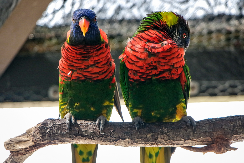 loris, Papagei, Florida, pták, vogel, řada, zvíře, samsungnx, NX3000, Příroda, natur