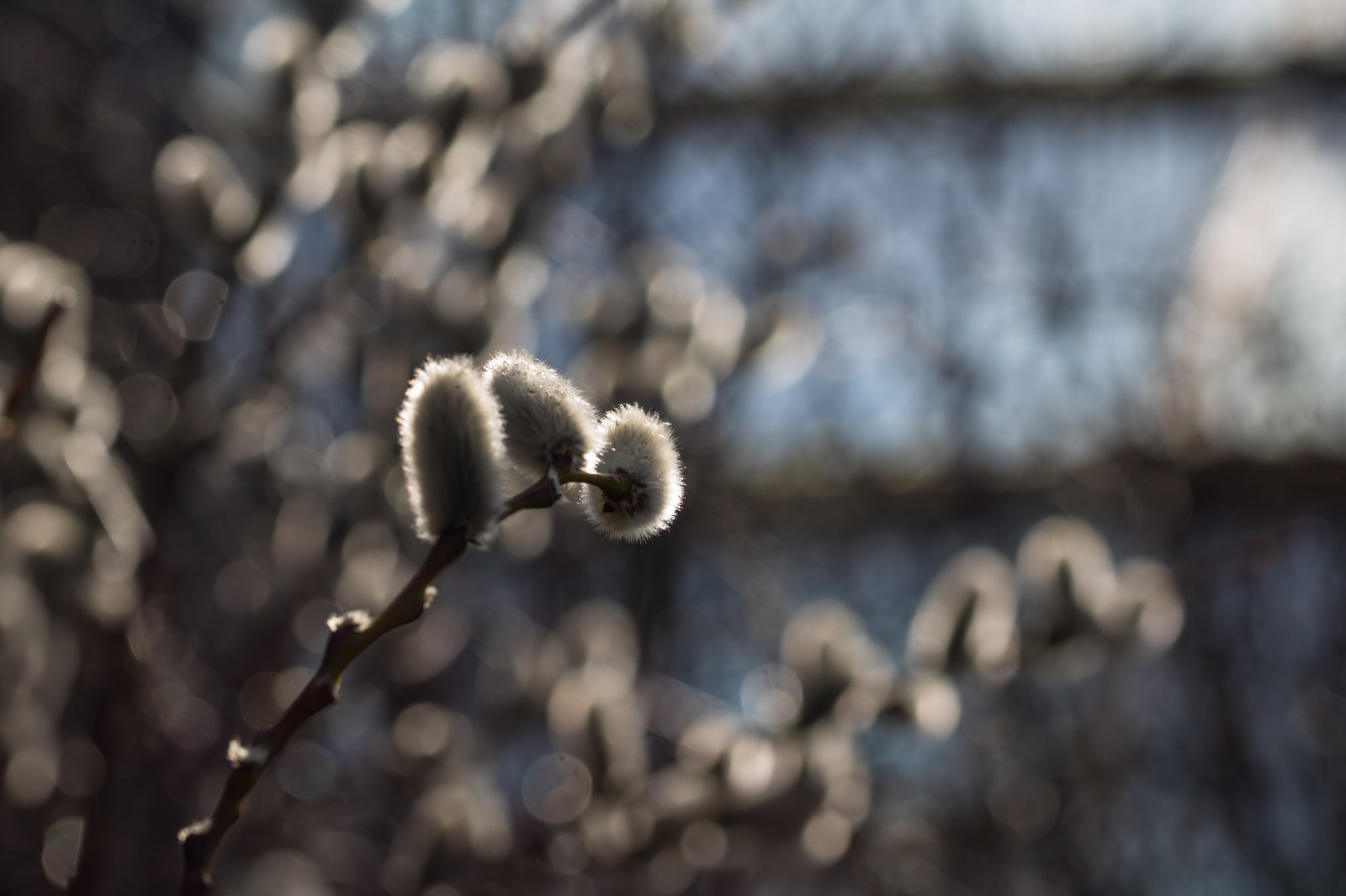 Příroda, sníh, zima, větev, jaro, Vrba, strom, podzim, list, květ, sezóna, Lund, botaniskatr dg rden, v r, Botanická zahrada, viz, půda, zblízka, makro fotografie