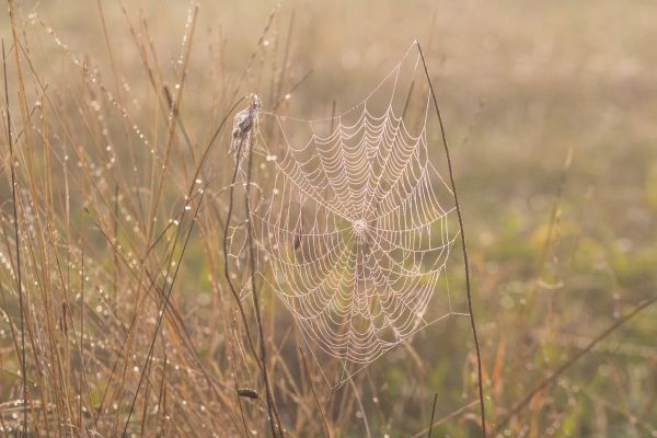 water,web,spiderweb,drop,dew,droplet