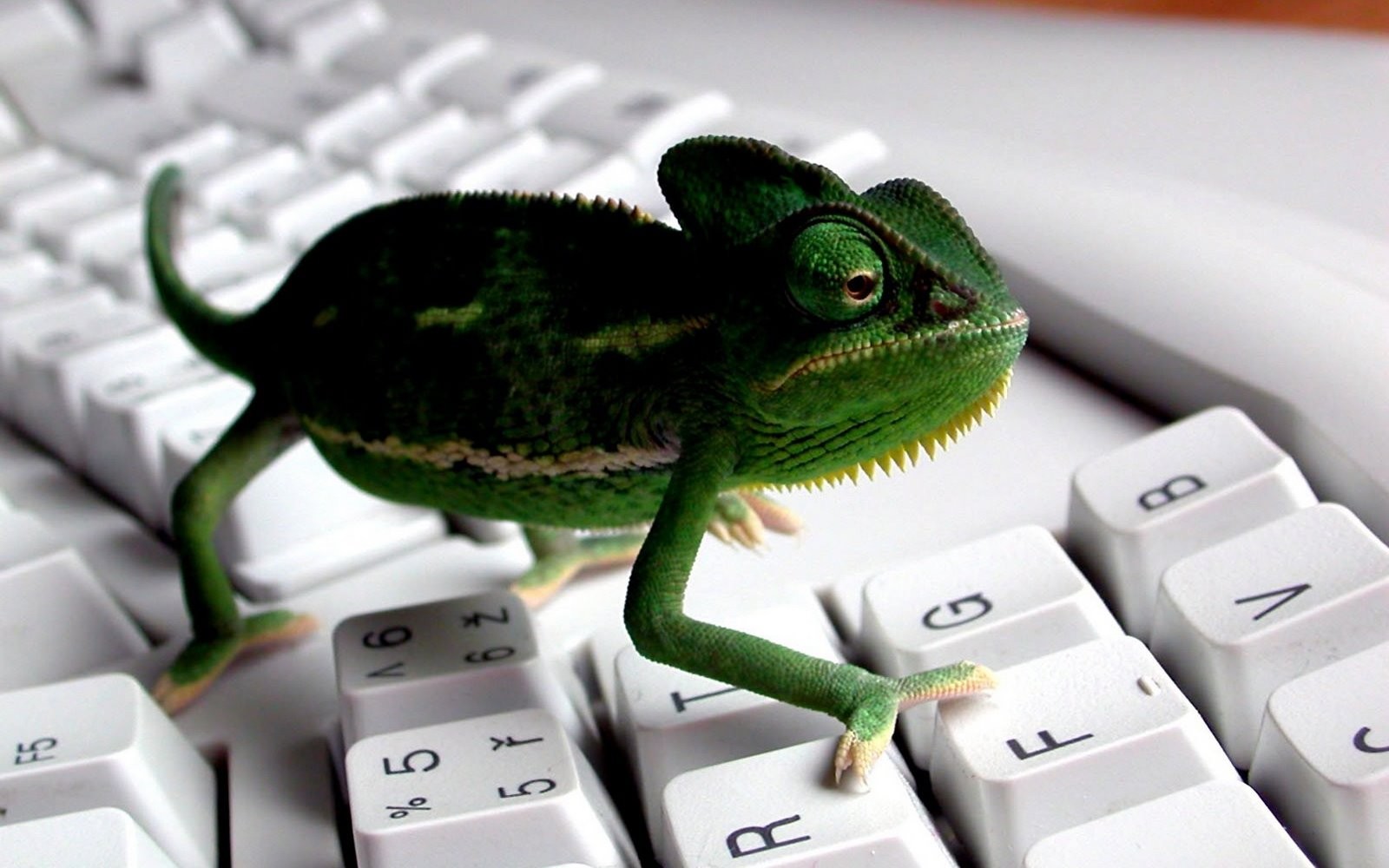 Wallpaper animals, keyboards, chameleons, reptile 1600x1000 Naenia