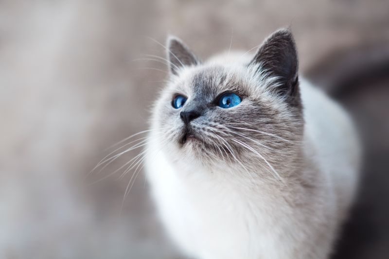 cat,blue eyed,look