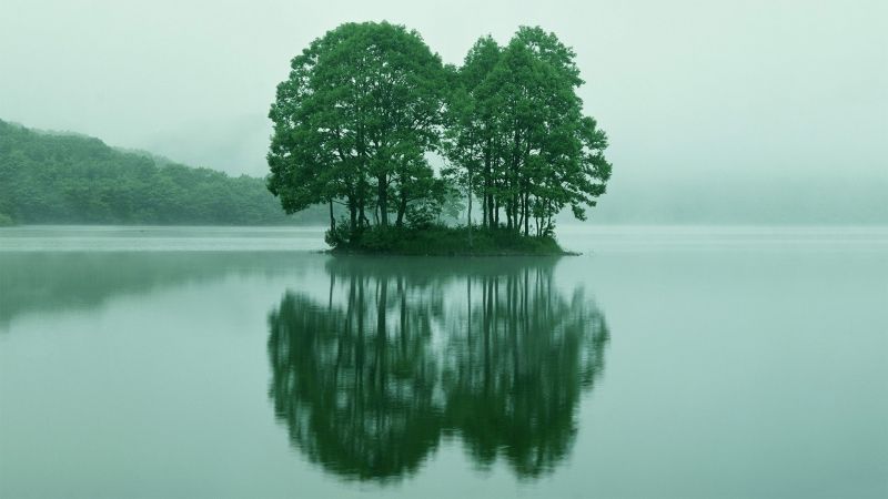 sunlight, trees, lake, water, nature, reflection sunlight, trees, lake, water, nature, reflection