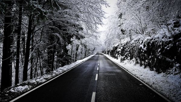 plant,road surface,Natural landscape,tree,snow,black