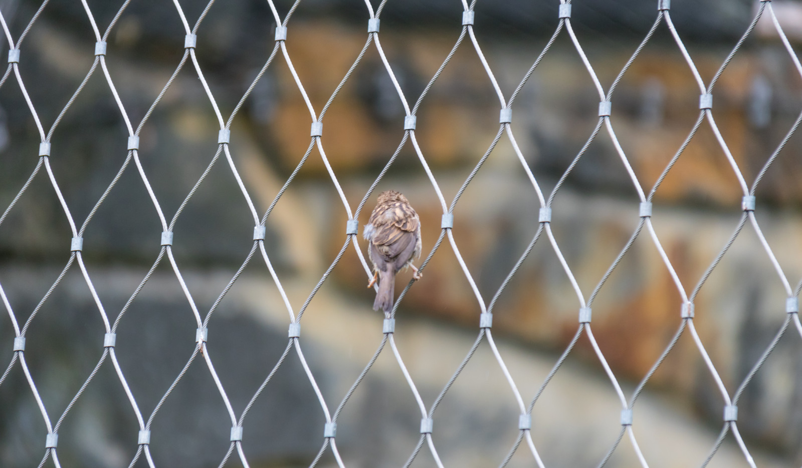 Německo, zoologická zahrada, plot, Berlín, Vrabec, zvíře, síť, DJUR, housesparrow, gr sparv, Německo, deutschland, zoologischergarten, berlinszoo, f gel, čára, berlinzoo, zooberlin, Djurpark, boird, outdoor struktura, drátěné pletivo, drátěné pletivo, home oplocení