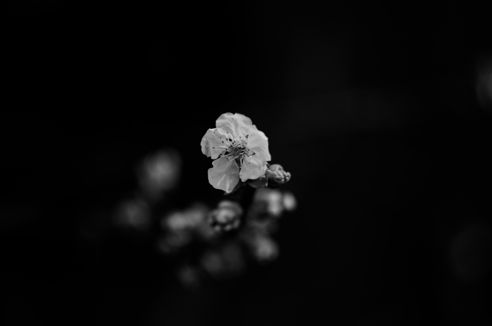 contrasto, nero, monocromo, giardino, natura, minimalismo, fotografia, primavera, bianco e nero, foglia, fiore, pianta, bw, ciliegia, arte Moderna, oscurità, petalo, fleur, jardin, noiretblanc, Contraste, printemps, sfondo del computer, bianco e nero, fotografia in bianco e nero, avvicinamento, fotografia macro, helios, minimalisme, photographiecontemporaine, helios44m4, cherryflower, artgalleryandmuseums, artmoderne