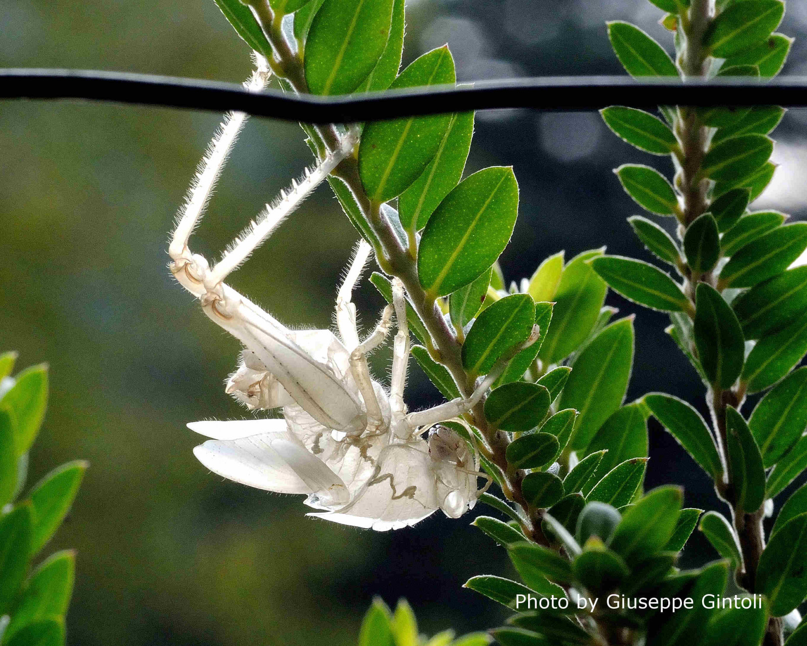 zvěř, makro, hmyz, Nikon, rostlina, hmyz, flóra, animales, DJUR, animali, animaux, insetti, hmyzu, Zvířata, insectos, insetos, Dieren, insekten, opylovači, animais, insectes, insecten, insekter, El imet, Hmyz, Ivotinje, Zv, Skord r, Owady, Llatok, Zwierz ta, Rovarok, Ainmhithe, Insekata, M ngeacha