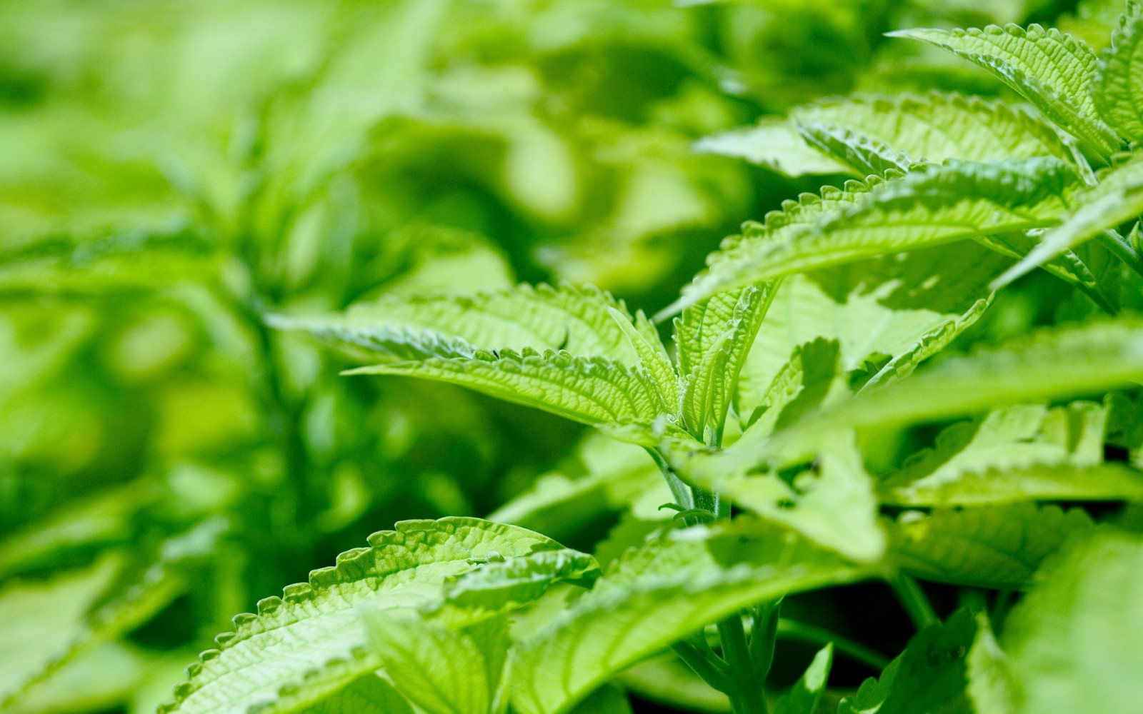 listy, jídlo, tráva, rostliny, zelená, bylina, list, květ, rostlina, rozmazat, trávník, vyrobit, suchozemská rostlina, kvetoucí rostlina, jednoletá rostlina, zeleninový, Bylinkářství