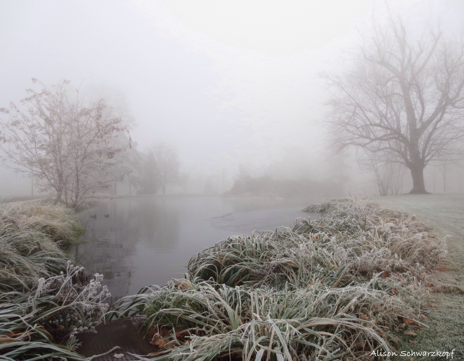 Wallpaper trees, mist, lake, cold, ice, nature, water, Misty, fog