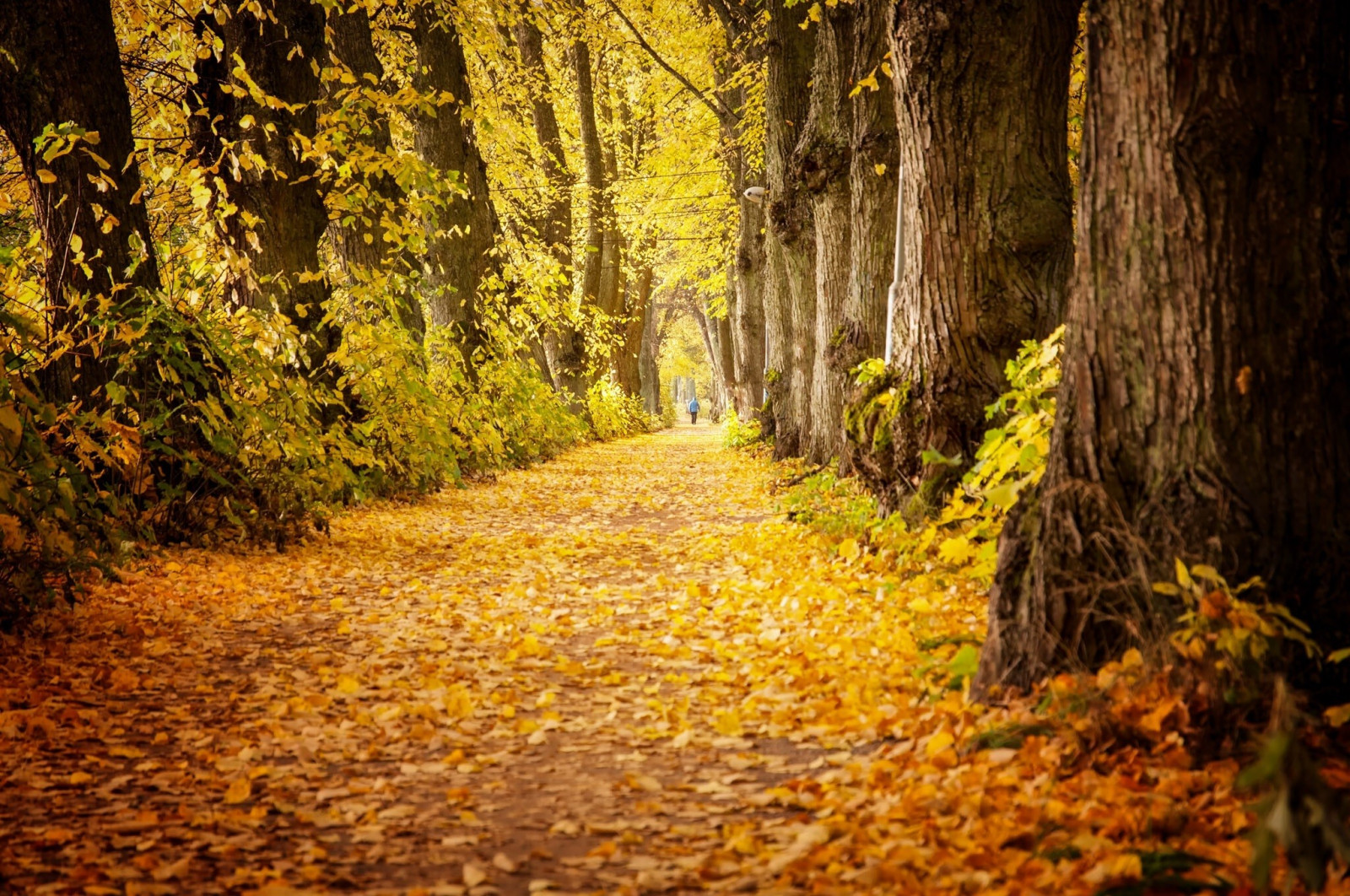 slunečnímu záření, krajina, les, Příroda, větev, strom, podzim, list, rostlina, sezóna, zálesí, místo výskytu, přírodní prostředí, dřevina, opadavý