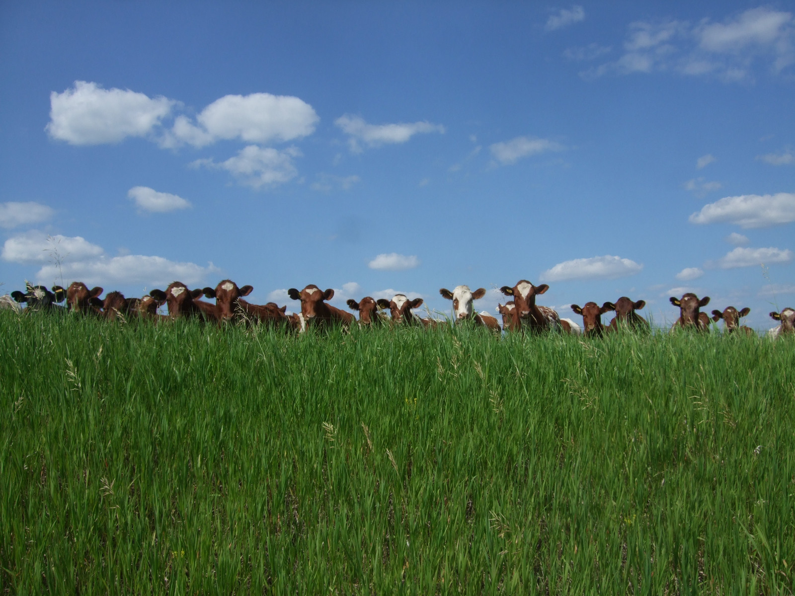 Wallpaper : ditch, cows, searchthebest, explorer, pasture, soe ...