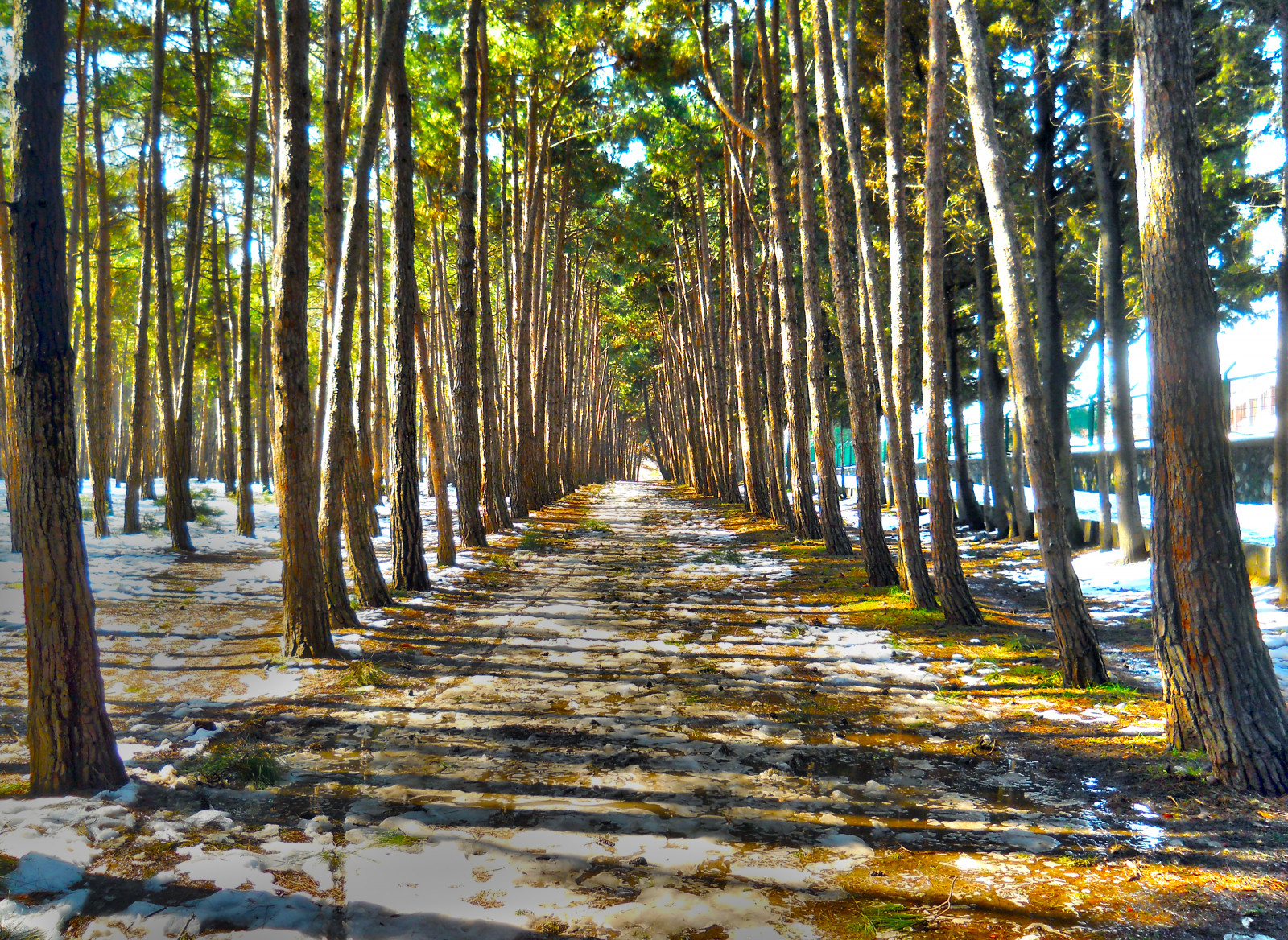 strada, viaggio, inverno, leggero, la neve, albero, Linee, foresta, tacchino, tre, lungo, angolo, Immagine, linea, tur, terre, Turco, Giungla