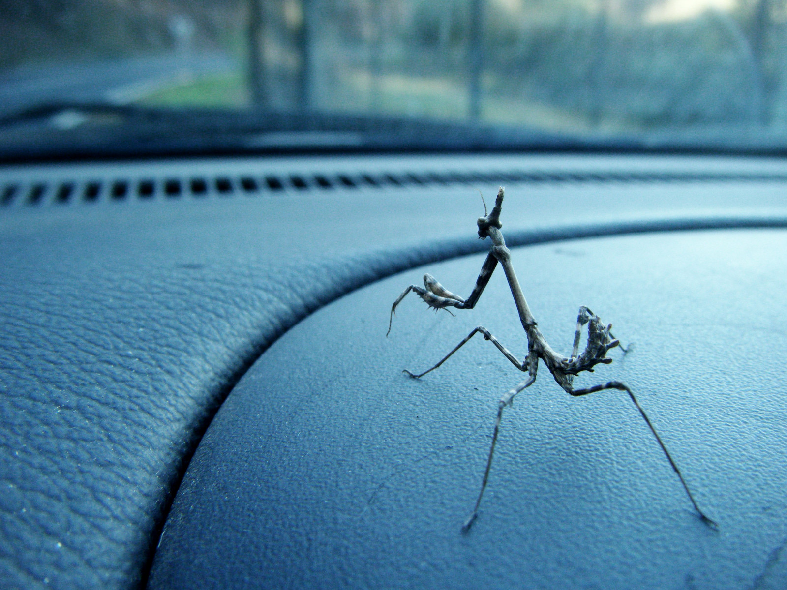 bil, fotografering, insekt, blå, Spanien, nymfe, Galicien, Mantide, linje, vinge, coche, Diablotin, tæt på, makrofotografering, hvirvelløse, oia, santateresa, Pontevedra, biodiversitet, Ninfa, diablillo, biodiversidad, mantodea, empusapennata, lourenz, dyctioptera, loureza, empusidae, mantispalo, rezadora, burgueira, coneheadmantis, teresalaloba, valdotamuxe, valdoriotamuxe, ni odocorvo048