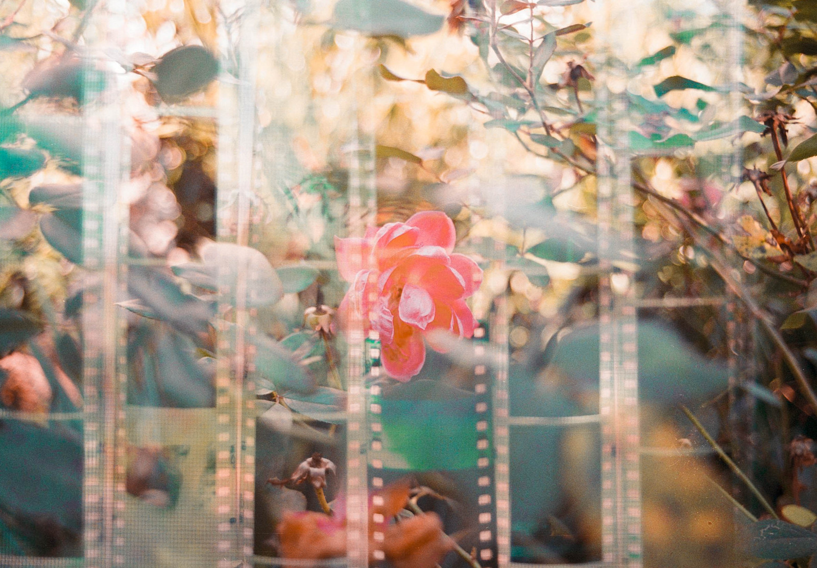 Kánon, a1, fuji, Superia, 400, film, 35MM, analogový, Filmové pásy, pásy, ozubené kolečko, díry, květ, keř, růže, růže, listy, rostliny, trní, větve, větvičky, bokeh, dvojnásobek, expozice, násobek, růžový, zelená, modrý, žlutý, venkovní, zahrada