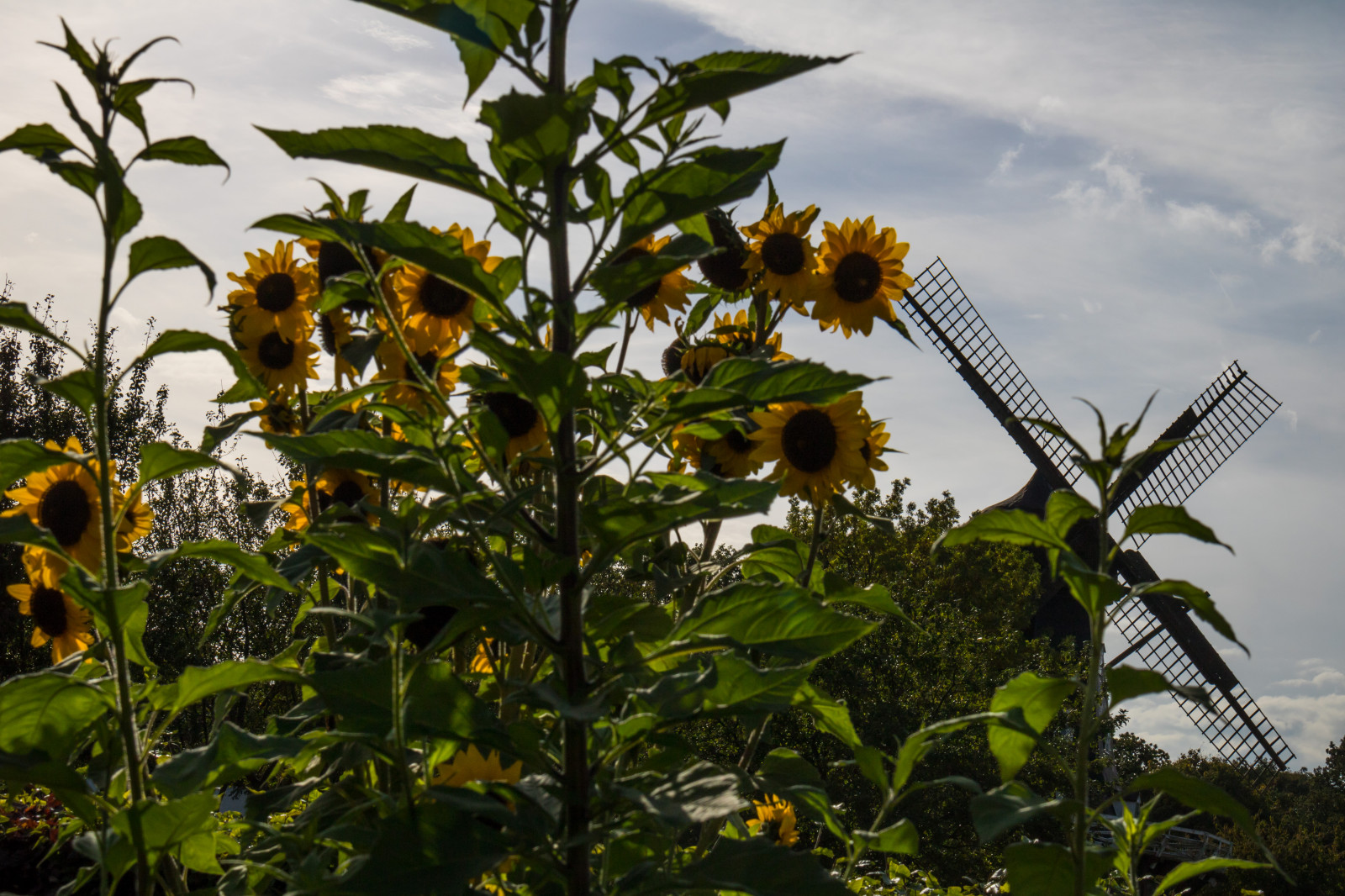 giardino, natura, mulino a vento, giungla, foglia, fiore, pianta, girasole, flora, blomma, Malmo, slottsm Llan, v derkvarn, m lla, modello canoneos760d exif, geocountry, Marca fotocamera Canon, Geocity, modello di fotocamera canoneos760d, geostate, geolocalizzazione, Lente exif efs18200mmf3556is, exif fare canon, exif ISOSPEED 100, apertura exif 14, exif focalLength 50 millimetri, scottkelbyinternationalphotowalk2016, cardo, agricoltura, tropici, Fiore di campo, raccolto, produrre, botanica, impianto di terra, pianta fiorita, Arecales, famiglia delle margherite