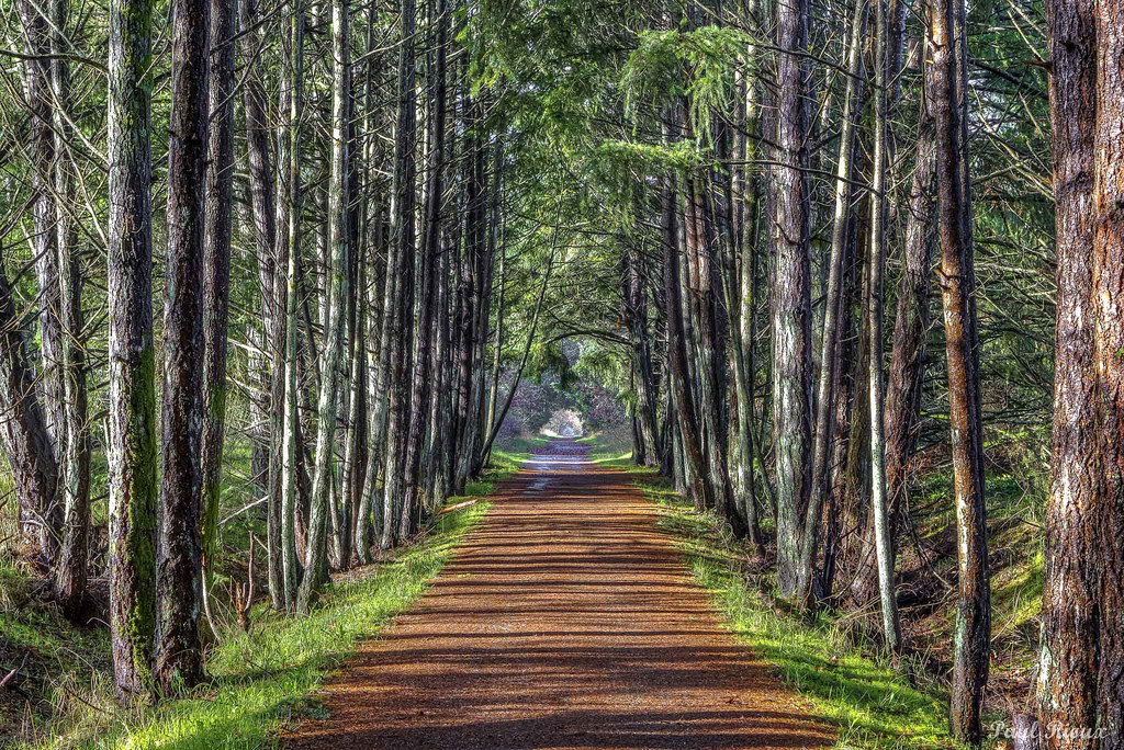 alberi, paesaggio, foresta, autunno, natura, erba, legna, giungla, sentiero, foresta pluviale, Vittoria, riserva naturale, albero, autunno, pianta, avanti Cristo, pista, vegetazione, piantagione, Isola di Vancouver, bosco, boschetto, British Columbia, ecosistema, temperata foresta di conifere, bioma, tronco, famiglia di erba, vecchia foresta di crescita, foresta temperata, punto di fuga, Parco statale, Prioux, gallopinggoosetrail, spruce fir forest, tropical and subtropical coniferous forests, valdivian temperate rain forest