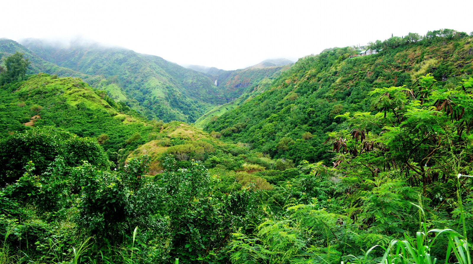 Fondos de pantalla naturaleza, césped, playa, palmeras, parque Nacional, Valle, desierto