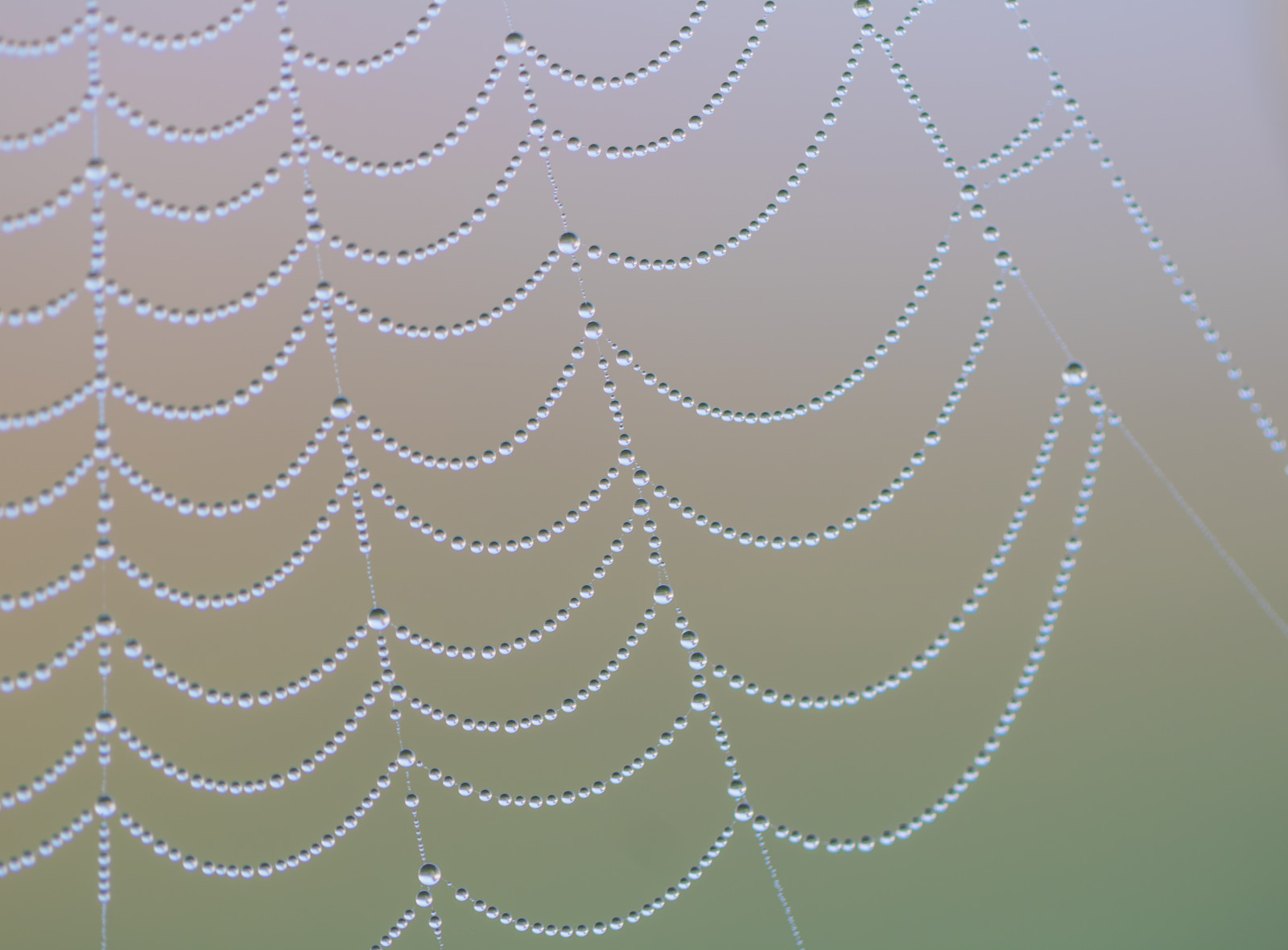 acqua, simmetria, modello, cerchio, ragno, rugiada, Aracnide, far cadere, web, ragnatela, vatten, Spindeln t, Materiale, linea, gocciolina, s dersl TT, droppe, Dagg, n t, invertebrato, umidità, artropodo, ragnatela