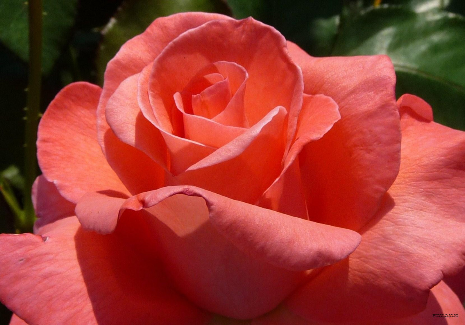 květiny, květ, zelená, Příroda, květ, růže, květiny, zahrada, Lístky, jardin, vert, okvětní lístek, Panasonic, Soe, Petale, zeleň, naturesfinest, Petales, blueribbonwinner, v náladě, Béžová, fantasticflower, mywinners, abigfave, Worldbest, flickrdiamond, flowersarebeautiful, theperfectphotographer, excellentsflowers, vosplusbellesphotos