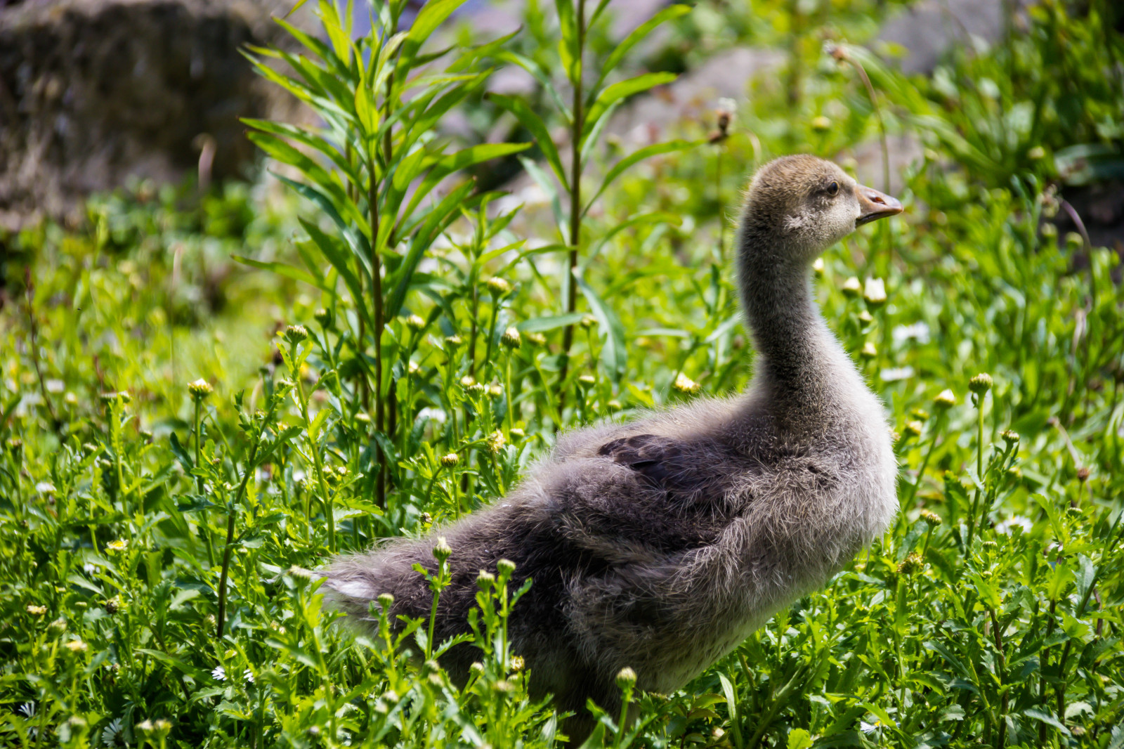 Příroda, tráva, zelená, Volně žijících živočichů, labuť, kachna, husa, zobák, Grágás, plyn, pták, Malmo, Pildammsparken, f gel, Kamera aby kánon, geolocation, EXIF čočka efs18200mmf3556is, EXIF otvor 56, exif aby kánon, exif isospeed 160, exif focallength 170mm, Model fotoaparátu canoneos100d, exif modelu canoneos100d, greylaggoose, fauna, vodní ptáci, obratlovců, vodní pták, kachen, hus a labutě
