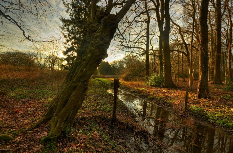 natur, skov, træ, vand, vedplante, sti