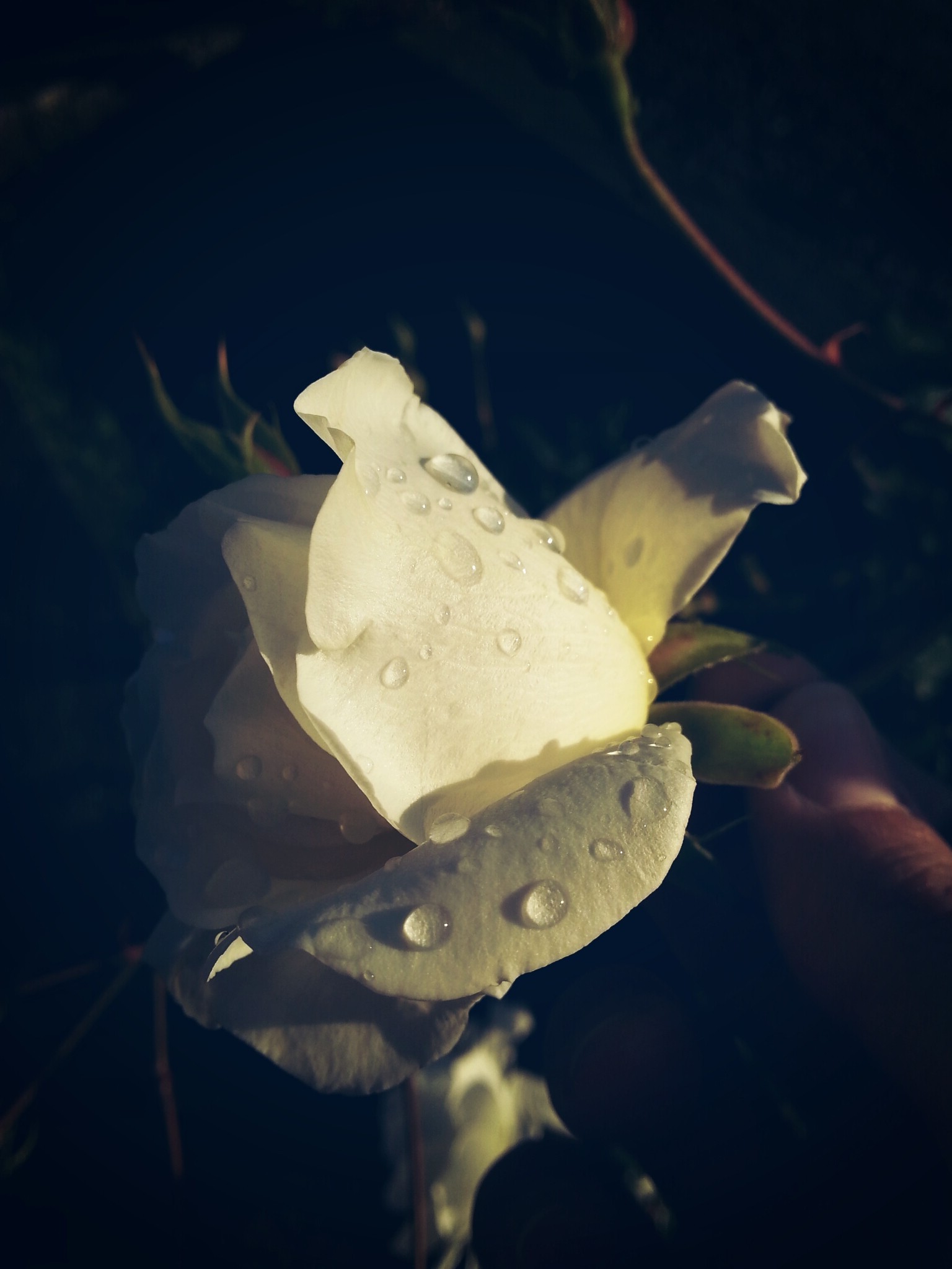 1536x2048 px, květiny, fotografování, rostliny