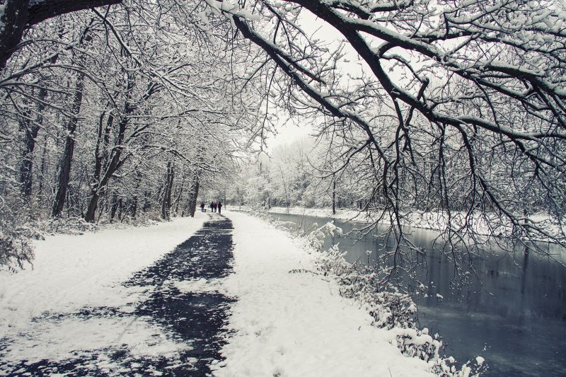 阳光,森林,单色,性质,雪,冬季