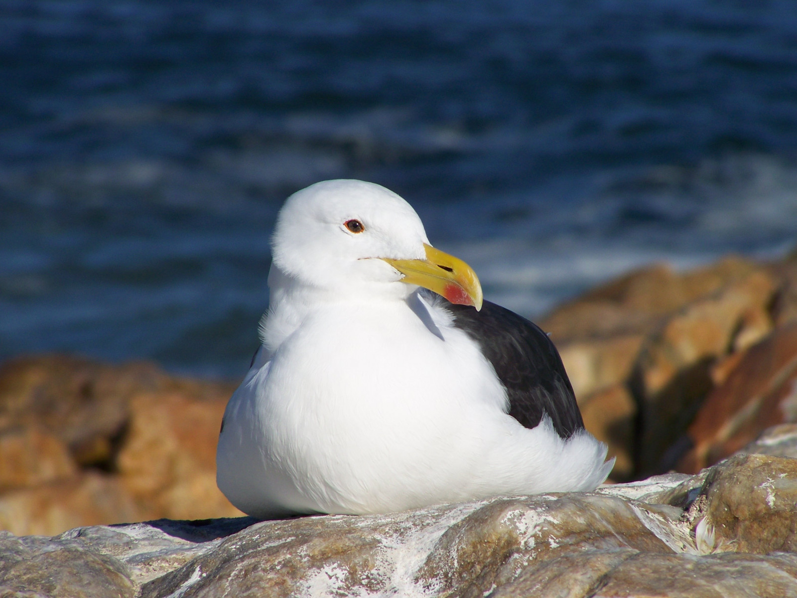 ptactvo, moře, Volně žijících živočichů, Racků, zobák, pták, racek, mořský pták, fauna, obratlovců, 3072x2304 px, Charadriiformes, Cinclidae, Puffin, albatros, racek stříbřitý