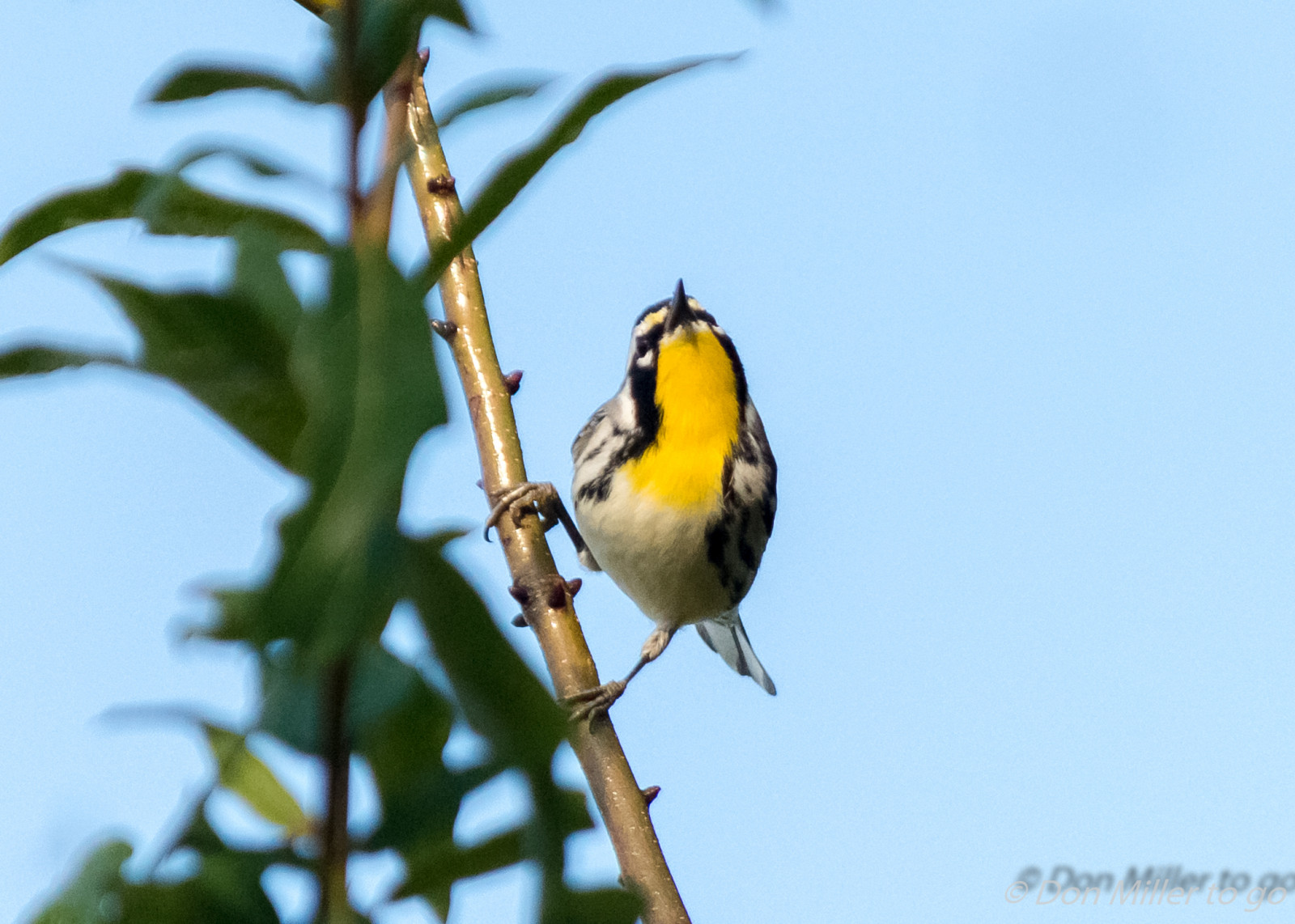 ptactvo, Příroda, venku, větev, Volně žijících živočichů, zobák, Florida, květ, pták, pěnkava, pozorování ptáků, venicerookery, onawalk, hnízdiště ptáků, pěnice, fauna, prohlížení pták, obratlovců, Lejskovití