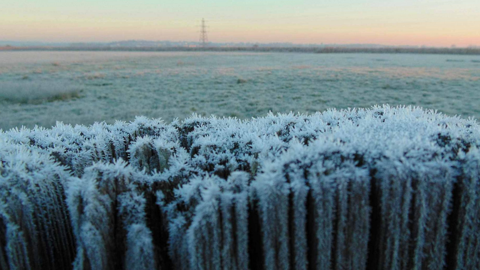 træ, UK, morgen, England, himmel, hvid, kold, grøn, is, græs, Tåget, solopgang, hegn, landskab, landskab, frost, farver, Sony, frost-, eastbourne, isnende, eastsussex, DSC