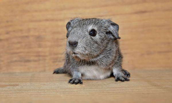guinea pig,rodent,beautiful