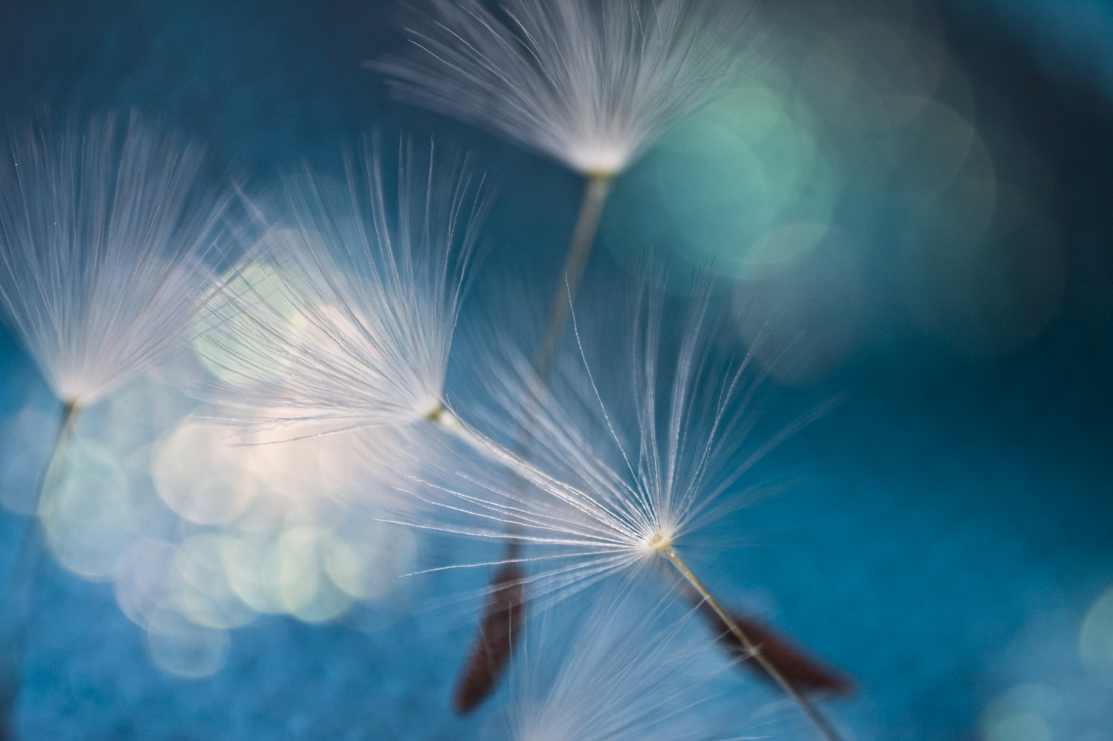 slunečnímu záření, fotografování, makro, zelená, modrý, Pod vodou, Medúza, pyl, bokeh, zen, barva, květ, Béžová, abigfave, počítač tapeta, Atmosféra Země, fraktální umění, zblízka, makro fotografie, bezobratlý, mořští bezobratlí, přání, springisjustaroundthecorner, zenmasterlauren