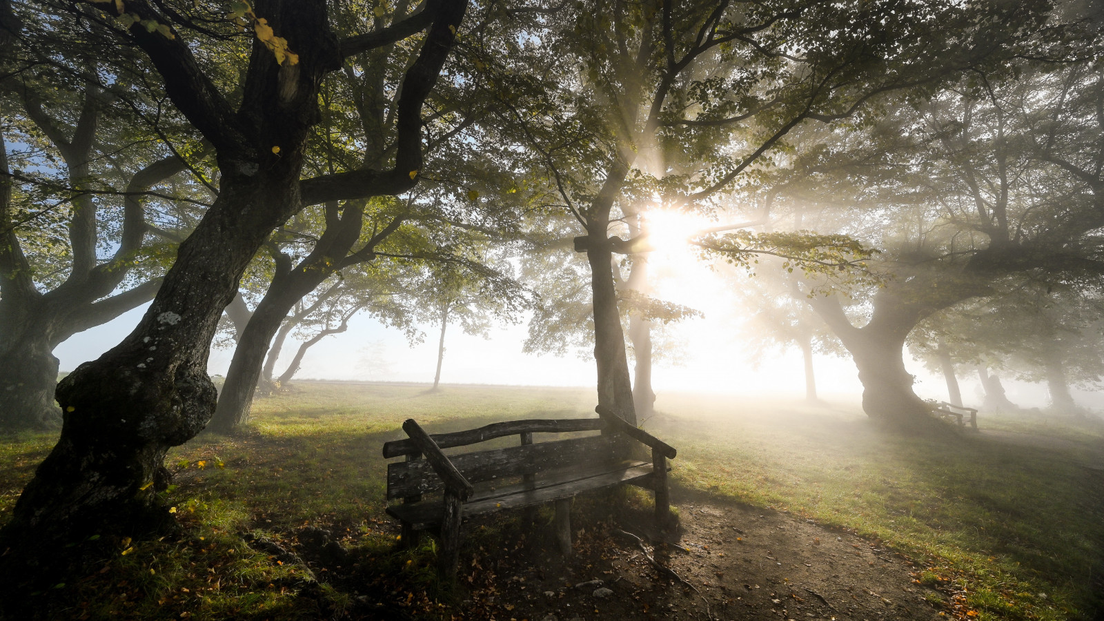 rostlina, atmosféra, nábytek, Outdoor bench, People in nature, list, Natural landscape, strom, přírodní prostředí, dřevo, větev, odstín, vegetace, tráva, nebe, kufr, biome, atmosférický jev, lavice, krajina, západ slunce, mlha, dřevina, les, svítání, venkov, větvička, Tints and shades, opadavý, louka, zálesí, lučina, opar, mlha, tma, háj, horizont, divočina, stín, silnice, podsvícení, odlesk objektivu, smíšený les, Volně žijících živočichů, večer, pole, pastvina, stock photography, slunce, kopec, podzim, sedící, zima, závod stonek, prales, Northern hardwood forest, prérie, džungle, odraz, volný čas, plantáž