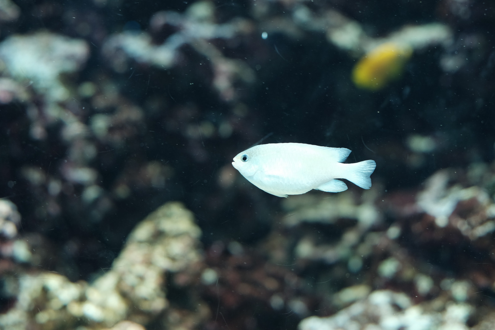 ปลา, ใต้น้ำ, พิพิธภัณฑ์สัตว์น้ำ, โตเกียว, fujifilm, ชีววิทยา, แนวปะการัง, ฟูจินอน, x, xf56mmf12r, xf56mm, xt1, kasai, kasairinkaipark, tokyosealifepark, สัตว์ป่า, การถ่ายภาพมาโคร, ชีววิทยาทางทะเล, ปลาปะการังปะการัง, pomacentridae