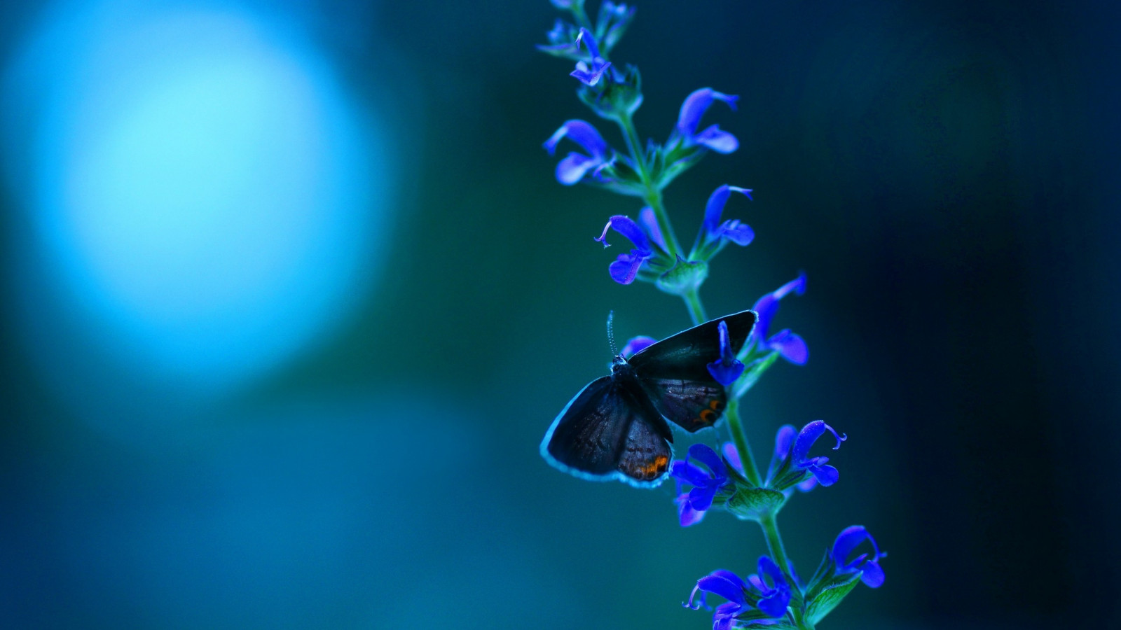 Masaüstü Fotoğraf, makro, kelebek, böcek, mavi, Biyoloji, çiçek
