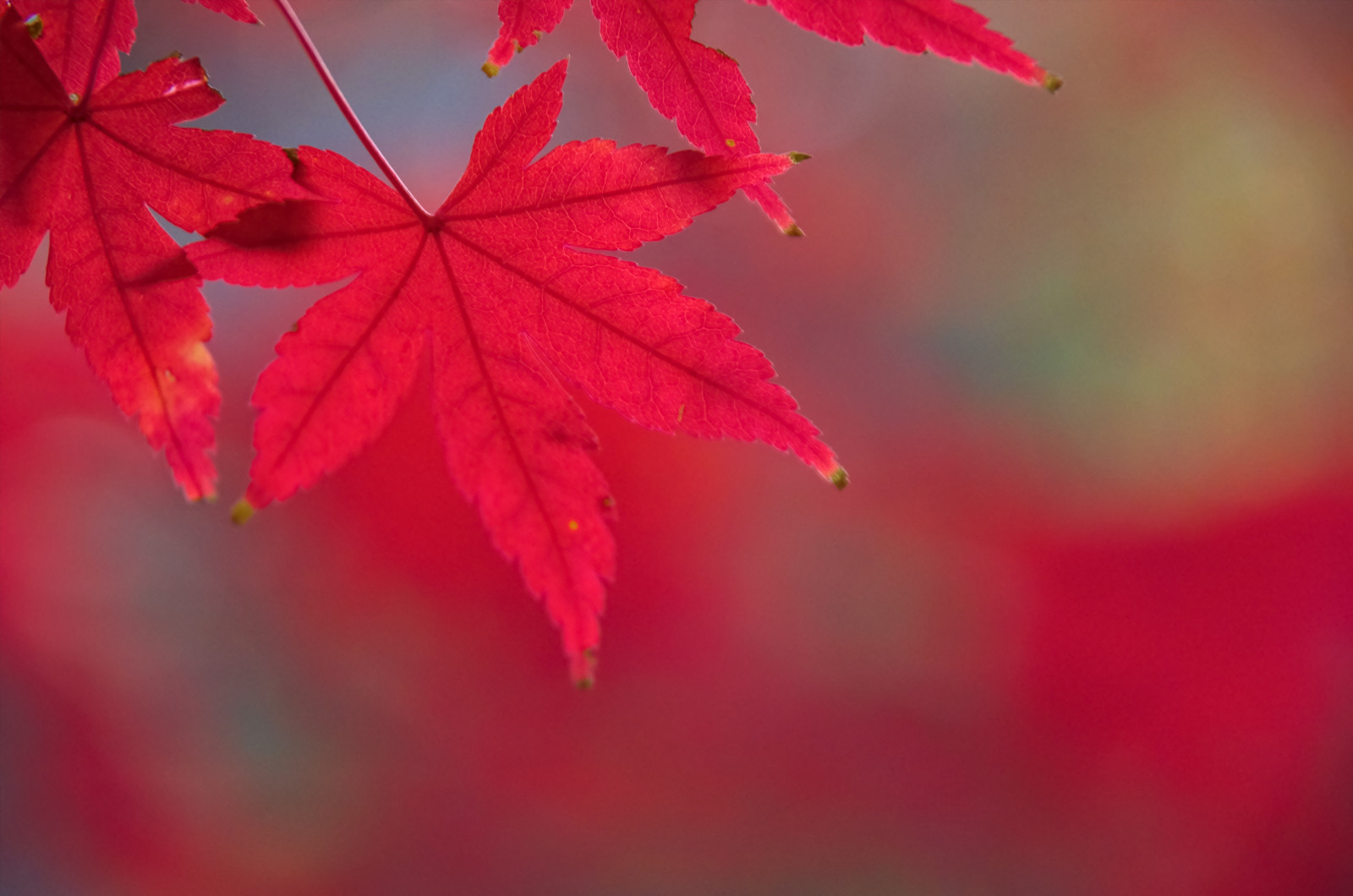 Japan, sollys, rød, afdeling, Tokyo, PENTAX, træ, efterår, blad, blomst, plante, sæson, K5, kronblad, Shinjuku, jord plante, blomstrende plante, vedplante, tæt på, makrofotografering, stængelplante, ahorntræ, ahorn blad, shinjukugyoennationalgarden