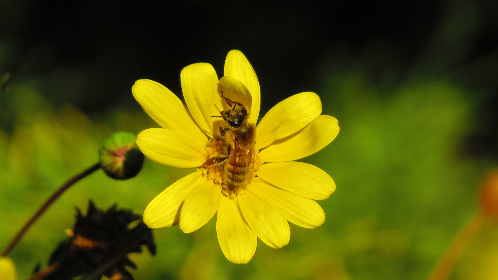 Wallpaper nature, yellow flowers, pollen, bees, Bee, flower, flora