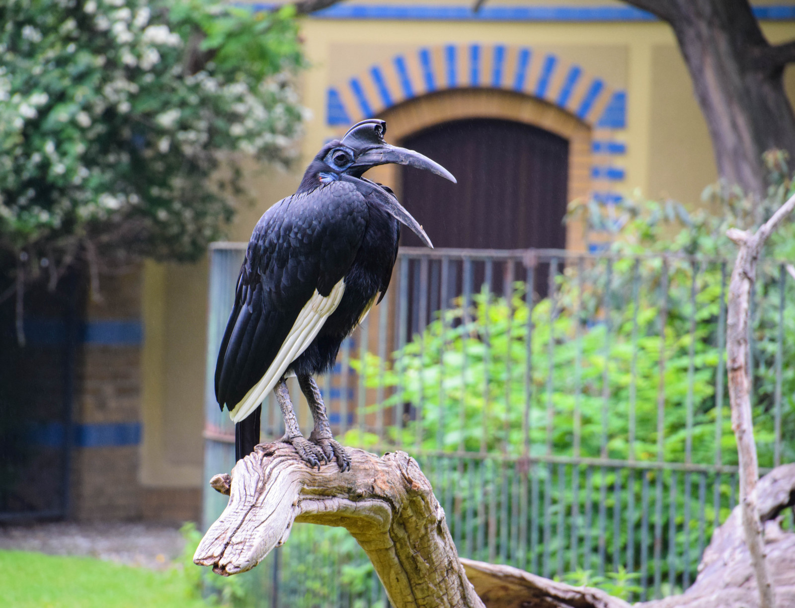 Příroda, Německo, Volně žijících živočichů, zoologická zahrada, Evropa, Berlín, zvíře, venkovní, pták, de, Německo, zoologischergarten, budapesterstrasse, berlinszoo, northerngroundhornbill, nordlighornkorp, fauna, prohlížení pták, CORACIIFORMES, hornbill