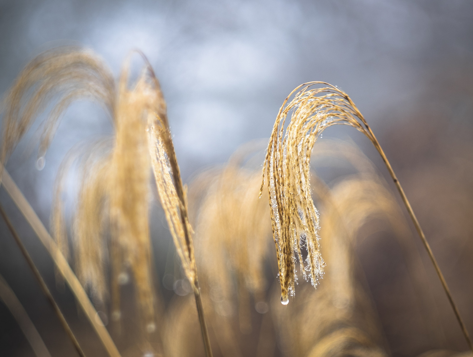 slunečnímu záření, západ slunce, voda, Příroda, odraz, tráva, nebe, rostliny, déšť, pole, fotografování, větev, ráno, mráz, slunce, bokeh, pastel, těžký, světlo, mrak, strom, zlatý, hloubka pole, podzim, měkký, list, květ, podsvícený, rostlina, sezóna, Sluneční svit, kapky deště, dof, kapičky, křivky, manuál, Ruč, traviny, Atmosféra Země, zblízka, makro fotografie, tráva rodina, meteorologický jev, helios44m, legacylenses