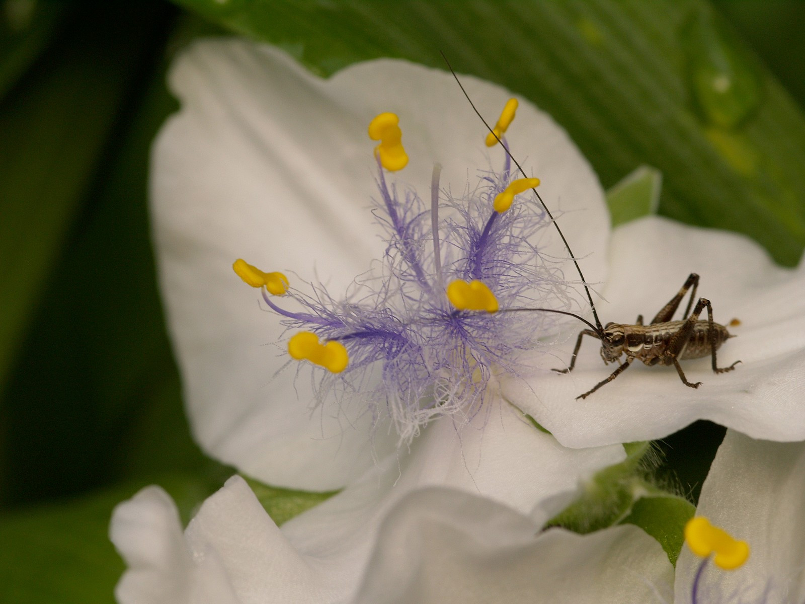 natura, macro, insetto, polline, primavera, Olimpo, fiore, flora, petalo, fleur, Fiore di campo, avvicinamento, fotografia macro, membrana insetto alato, nettare, Ortotteri, duvalilat, andersoniana, Orthopt re, Tettigoniide, Tradescantia, Griseoaptera, Pholidoptera, Eph m redevirginie