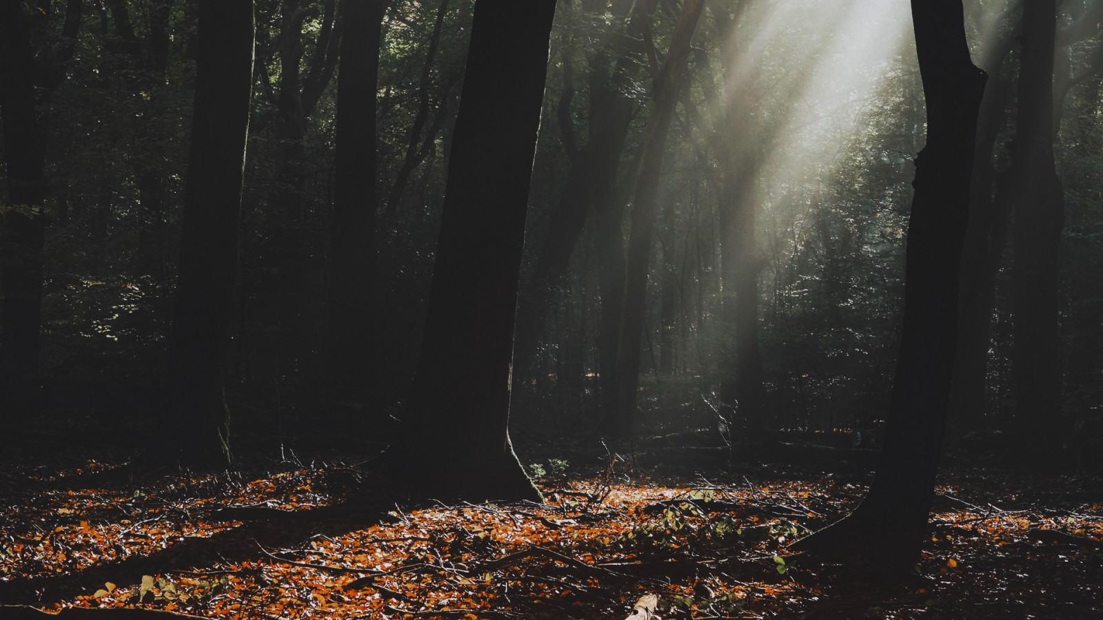 Natura, krajobraz, drzewa, odchodzi, promienie słoneczne