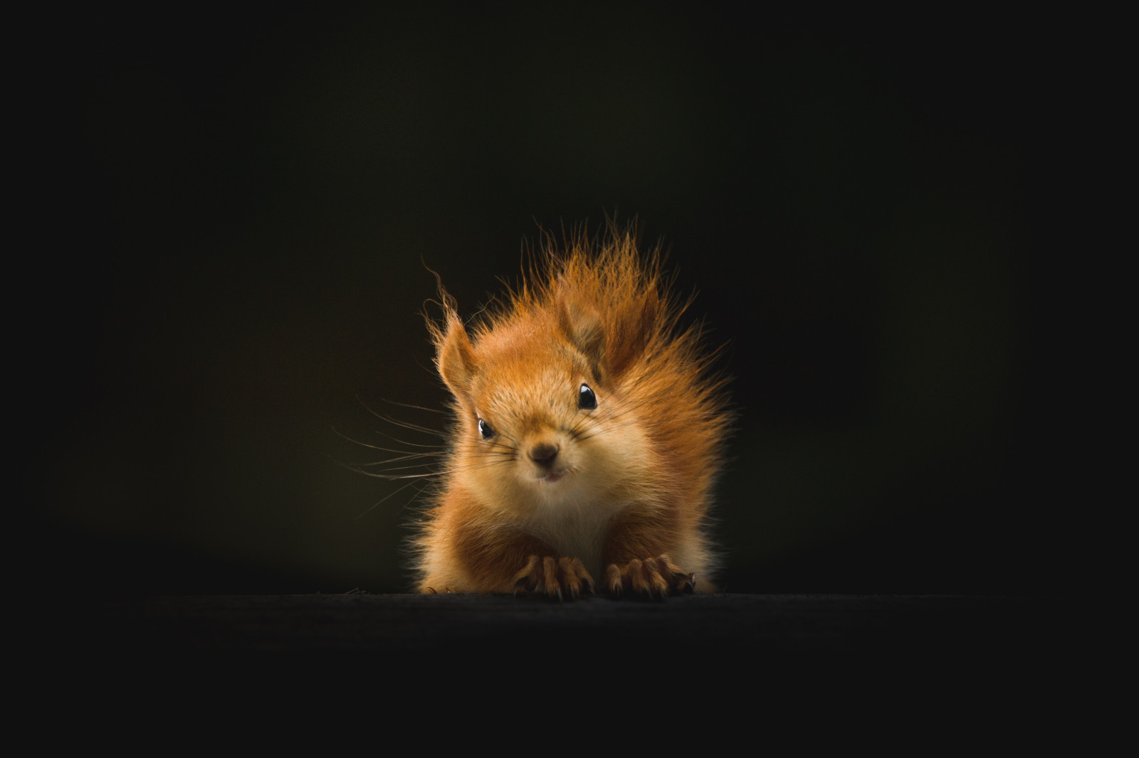 Papel de parede : esquilo, animal, fofo 5197x3465 - CoolWallpapers ...