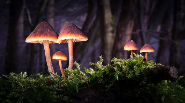 自然,キノコ,森林,植物,緑
