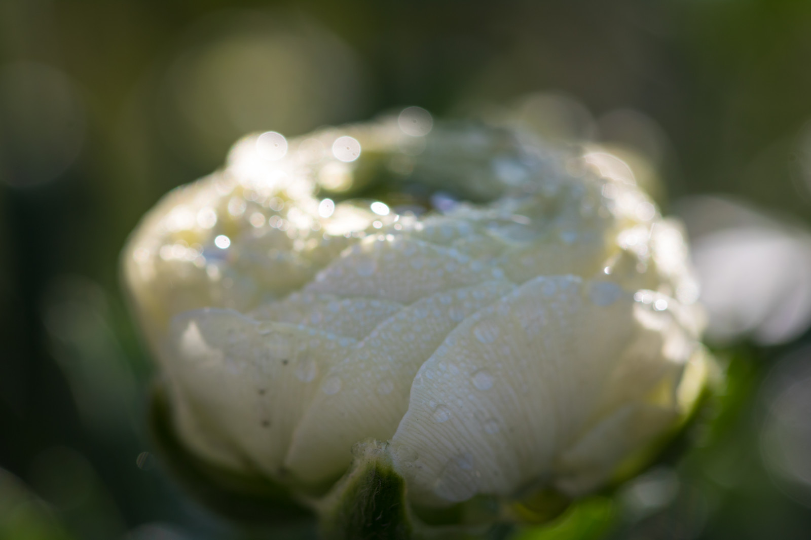 Příroda, fotografování, zelená, květ, rosa, pryskyřník, list, květ, rostlina, flóra, pupen, Blomma, ranunkel, katrinetorp, katrinetorpslanderi, okvětní lístek, botanika, suchozemská rostlina, kvetoucí rostlina, zblízka, makro fotografie, závod stonek, vlhkost