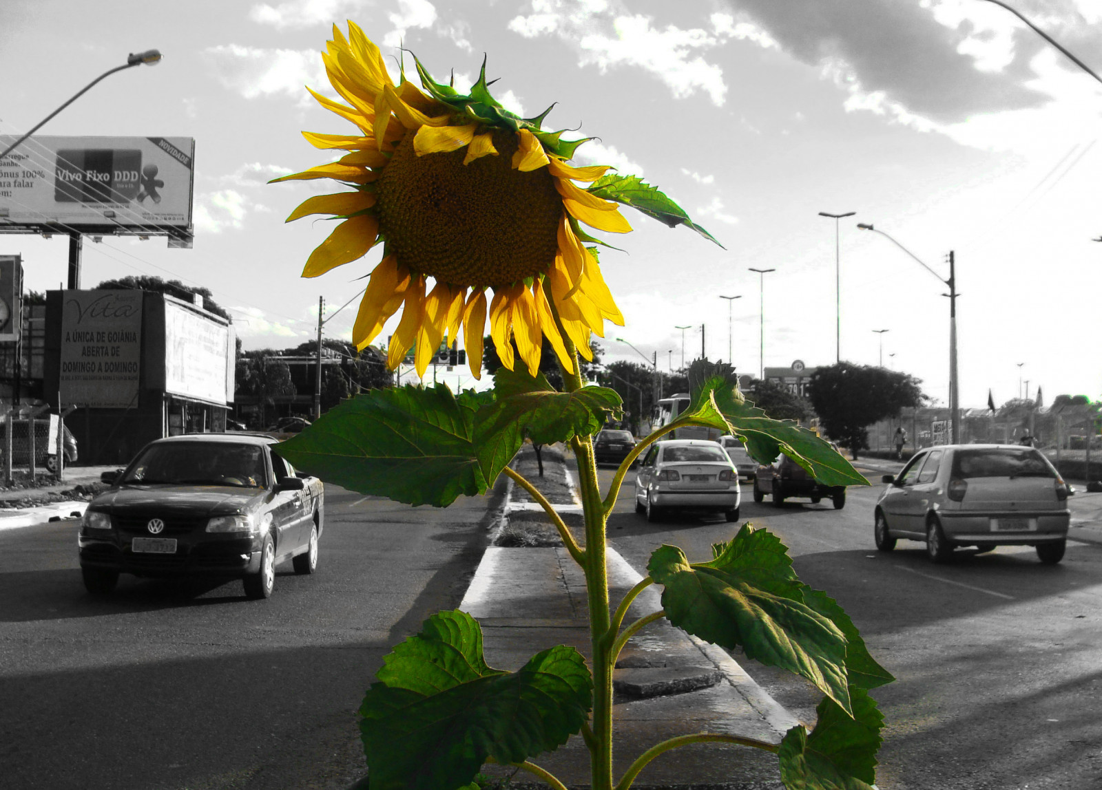 bílý, Černá, ulice, auto, nebe, vozidlo, silnice, žlutý, Brazílie, Brasil, scéna, strom, květ, rostlina, slunečnice, barva, cars, selektivní, zpracovává se, wonderfulworldofflowers, automobilového designu, luxusní vůz, motorové vozidlo, Goiania, Goias